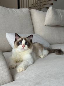 Purebreed Ragdoll With Cert