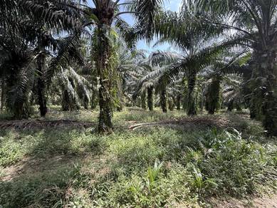 Agricultural Land in Pontian, JHR