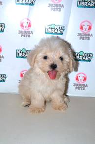 C36 Tiny Maltipoo Puppy