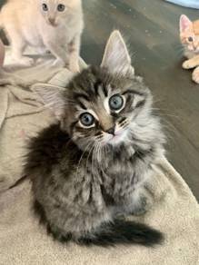 Persian Mix Mainecoon Kitten