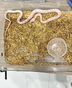 corn snake morph snow white