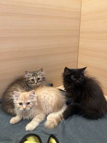Persian Mainecoon