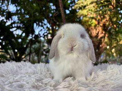 Holland lop