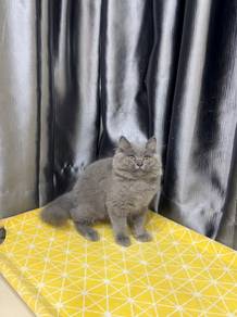 Kucing BLH
