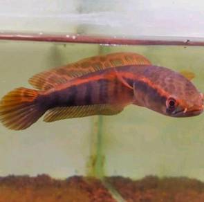 channa red pangkalan bun 