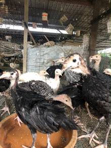 anak ayam belanda
