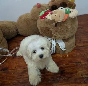 Maltese Dog for sale