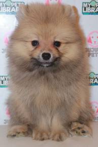 i50 Kawai Pomeranian Dog