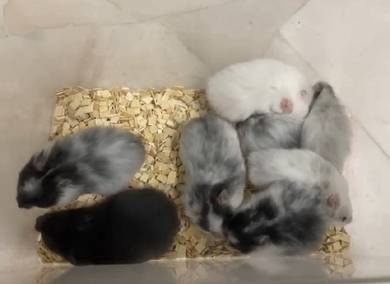 Hamster Syrian