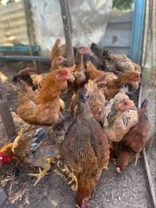 Ayam Kampung Kacuk