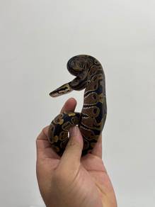 ball python