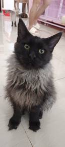 *black smoke miarn coon