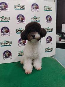 Black and White Poodle 260426