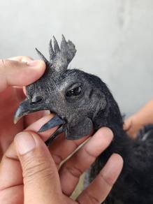 Ayam Selasih / Ayam Cemani 