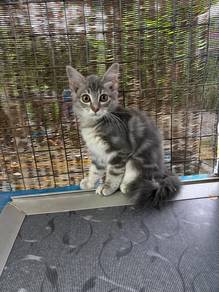 Bengal Untuk Rehome
