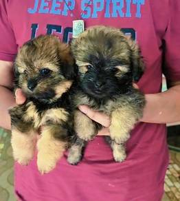 shih Tzu Pomeranian
