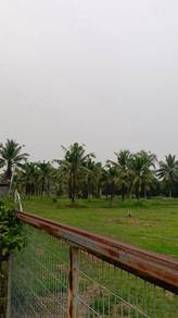 Agricultural Land in Pekan, PHG
