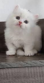 White kitten