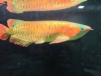 Arowana superred