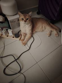bsh 