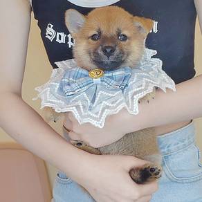 Shiba Inu