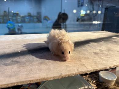 Hamster Syrian Big Bone