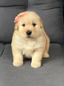 golden retriever puppies 9