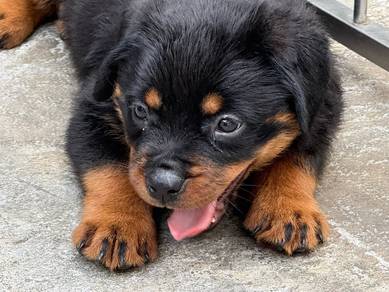 Rottweiler available21