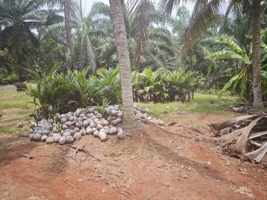 pandan coconut seedlings