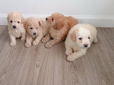 2months toy poodle