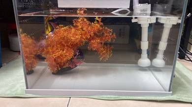 akuarium ikan