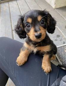 W77566 Mini Dachshund long haired adorable puppy