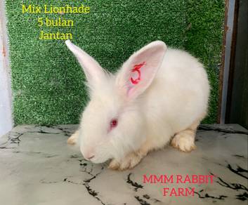 Mix Lionhade 5bulan