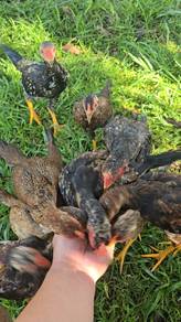 ayam kampung 