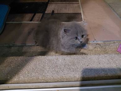 BSH Kitten For Sale