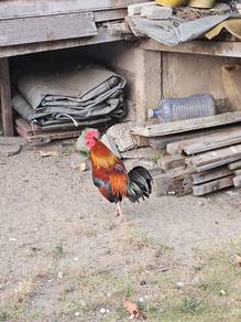 ayam hutan