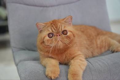 Exotic Shorthair boy