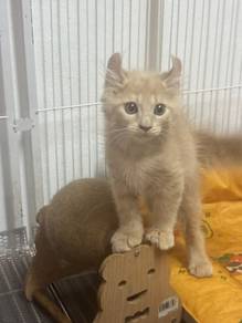 Mainecoon mix curl