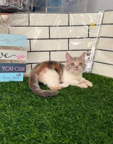 Calico munchkin kitten