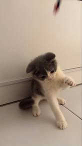 Bsh Bicolor
