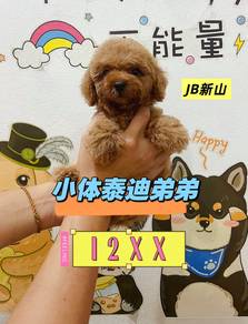 Cutest Tiny Poodle Male