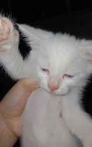 White Kitten