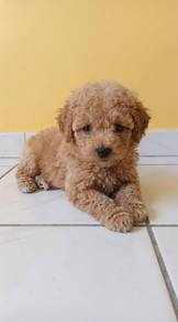 Toy Poodle Puppy