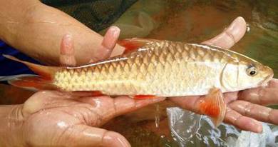 哥拉巴拉红吉罗, Red Mahseer, Kelah Merah Terengganu
