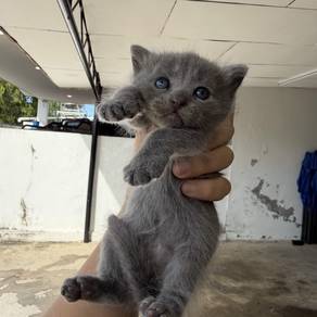 Non Standard Munchkin BSH