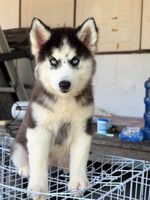 husky