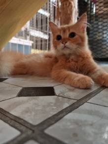 oyen untuk direhome