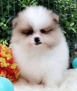 Tiny Pomeranian