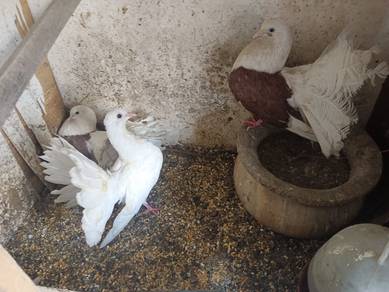 fantail pigeon for sale  burung marpati