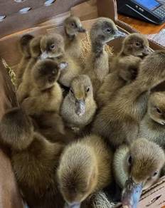 duckling khaki campbell